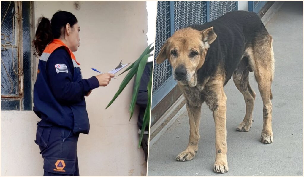 Defesa Animal reforça posse responsável após caso de cão idoso em Pindamonhangaba