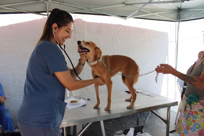 Pindamonhangaba Inicia Nova Etapa de Castração Gratuita para Cães e Gatos