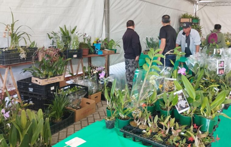 Exposição de Orquídeas Enchant City during Pindamonhangaba's Celebrations