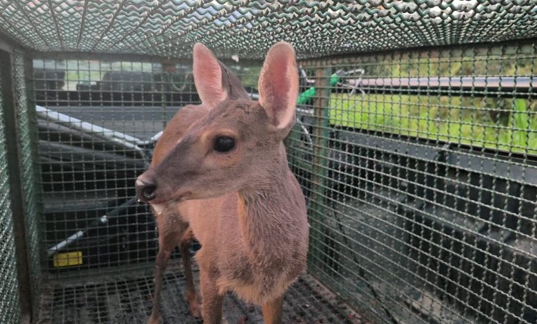 Veado-catingueiro é encontrado em área urbana de Taubaté e resgatado pela Polícia Militar Ambiental