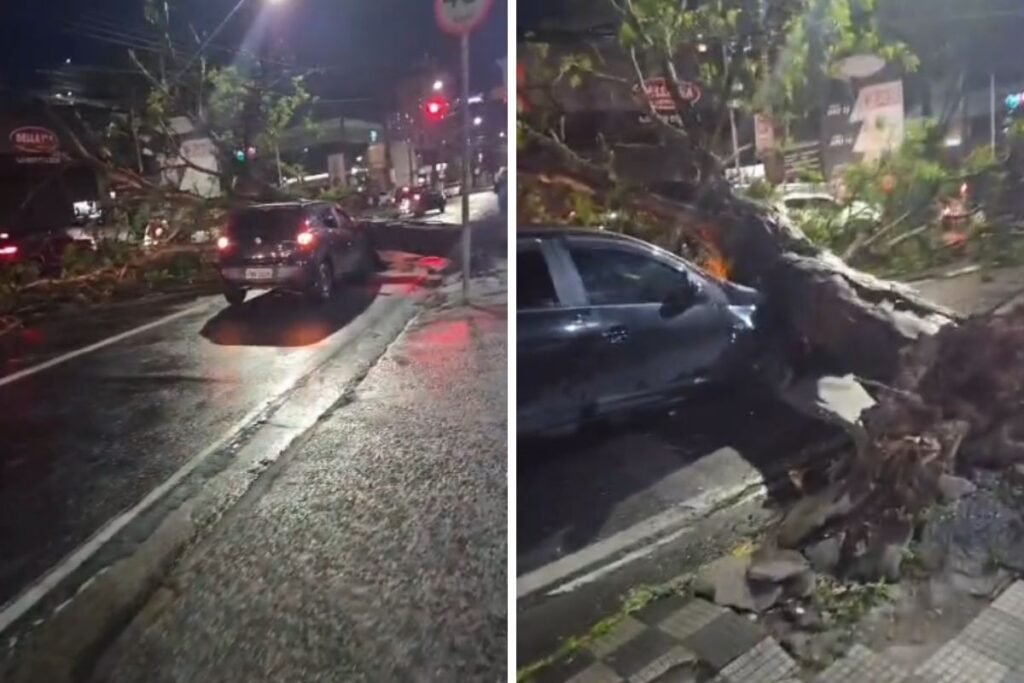 Jacareí: Família escapa milagrosamente de queda de árvore no carro
