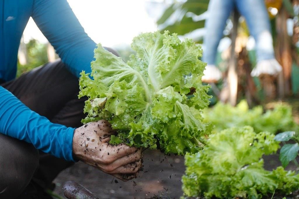 Taubaté implementa programa de segurança alimentar para primeirinhas