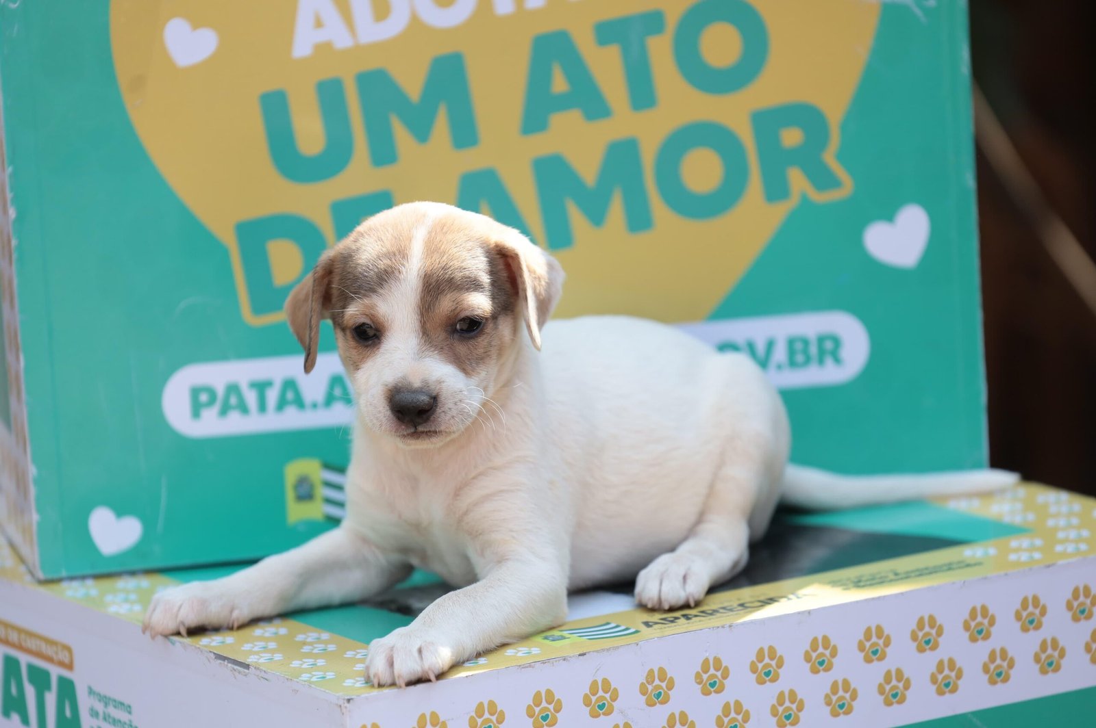 Aparecida realiza feira de adoção de pets neste sábado