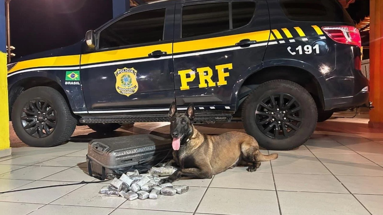 Cães farejadores interrompem tráfico de drogas em ônibus na Dutra